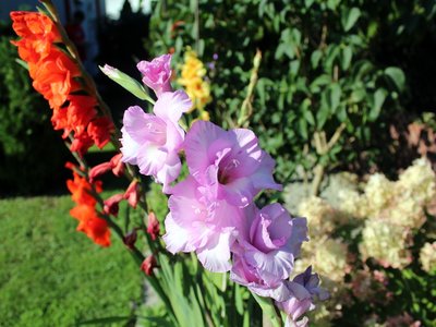 Vortrag - Gärten im Klimawandel