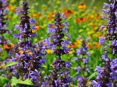 Ausbildung Kräuterlehrling