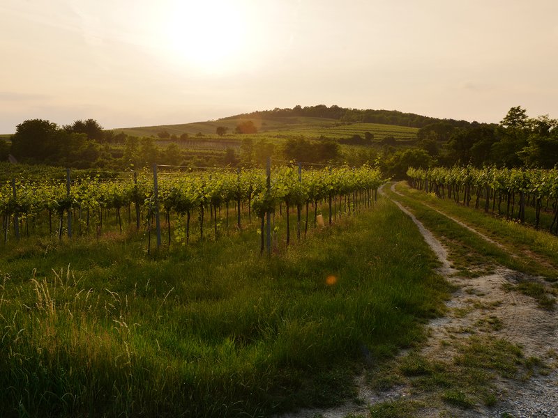 Von der vielfältigen ländlichen Kulturlandschaft des Wagrams …